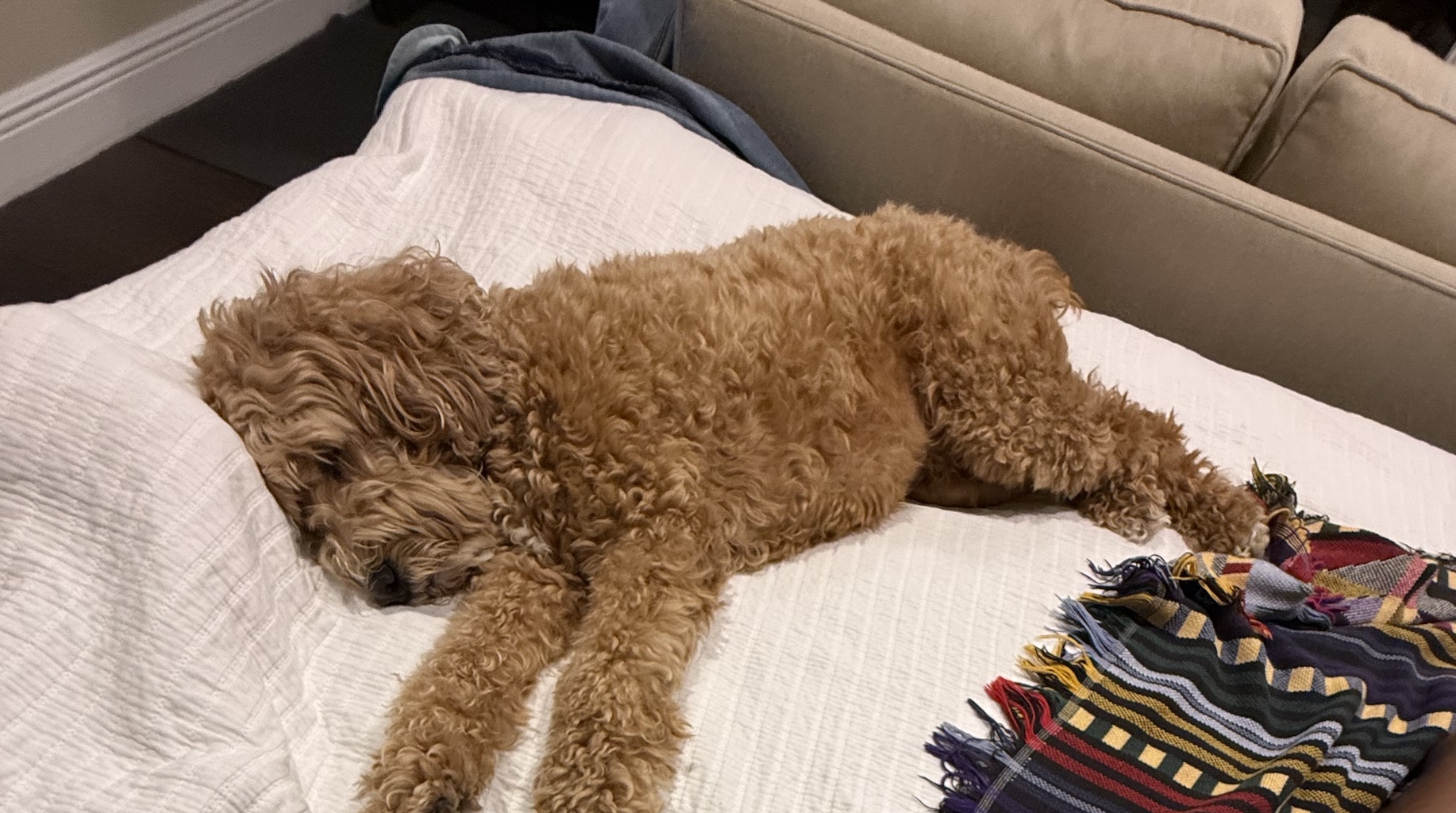 Allow on bed