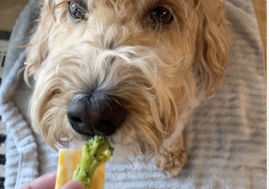 Give cheese